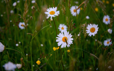 Glad sommar!